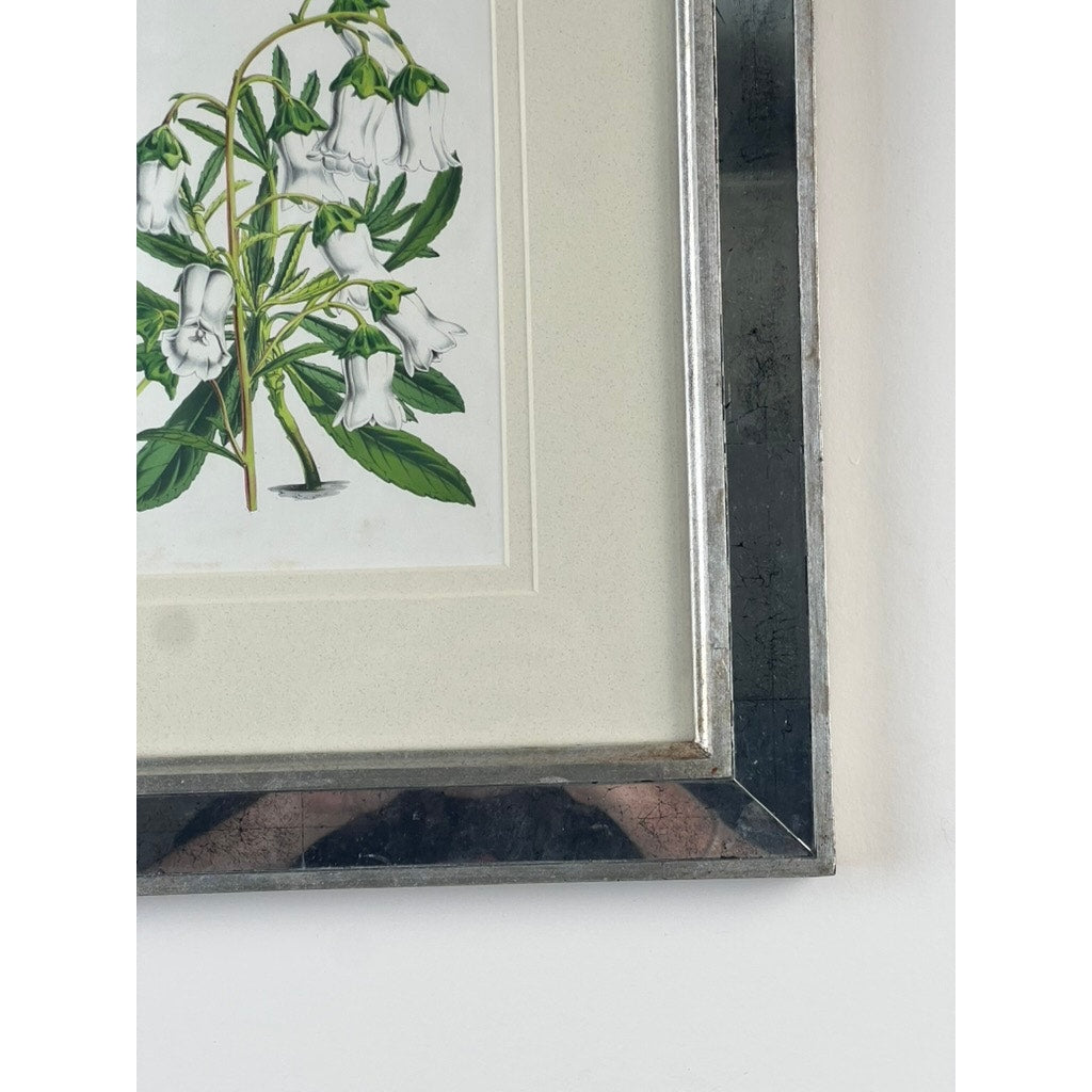 A Vintage Trowbridge Custom Framed Botanical Print “Campanula Vidalii” after Louis van Houtte (1810–1876) features white, bell-shaped flowers and green leaves in a slightly tarnished silver frame that brings Hollywood Regency style to any white wall.