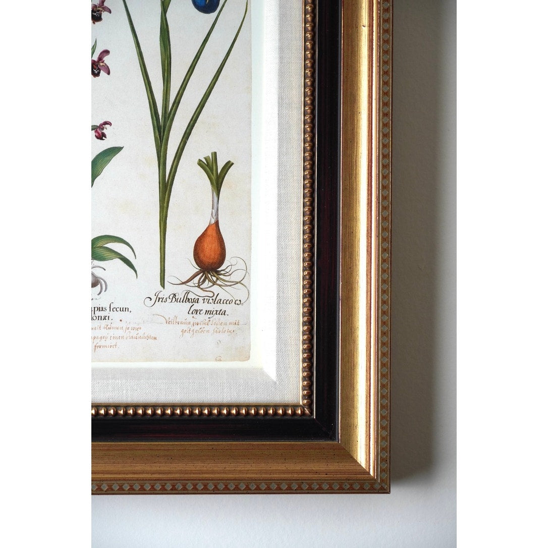 Framed Botanical Print “Iris Bulbosa Lutea Mixta” from Basilius Besler's Hortus Eystettensis, a renowned botanical work first published in 1613