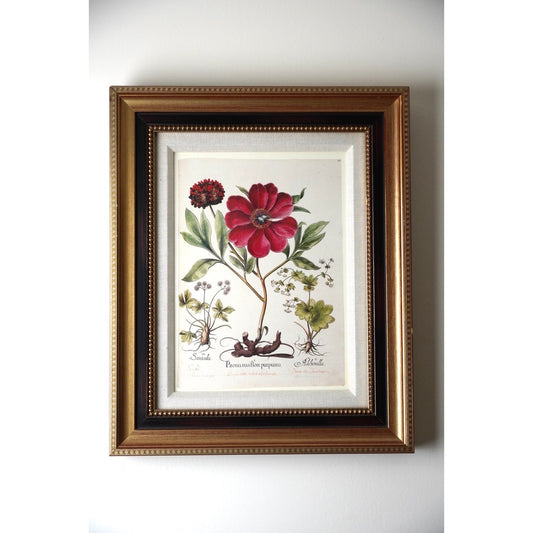 Framed Botanical Print "Paeonia mas flore purpureo," which depicts a purple-flowered peony alongside other plants from Pierre Joseph Buchoz's "Histoire Universelle du Regne Vegetal"