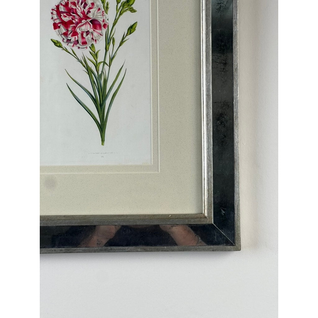 Close-up of a Vintage Trowbridge Custom Framed Botanical Print “Dianthus caryophyllus” after Louis Stroobant, Belgium 1845-1888. Features a red and white carnation with green leaves in a silver Hollywood Regency frame. Hands holding a camera are reflected in the corner.