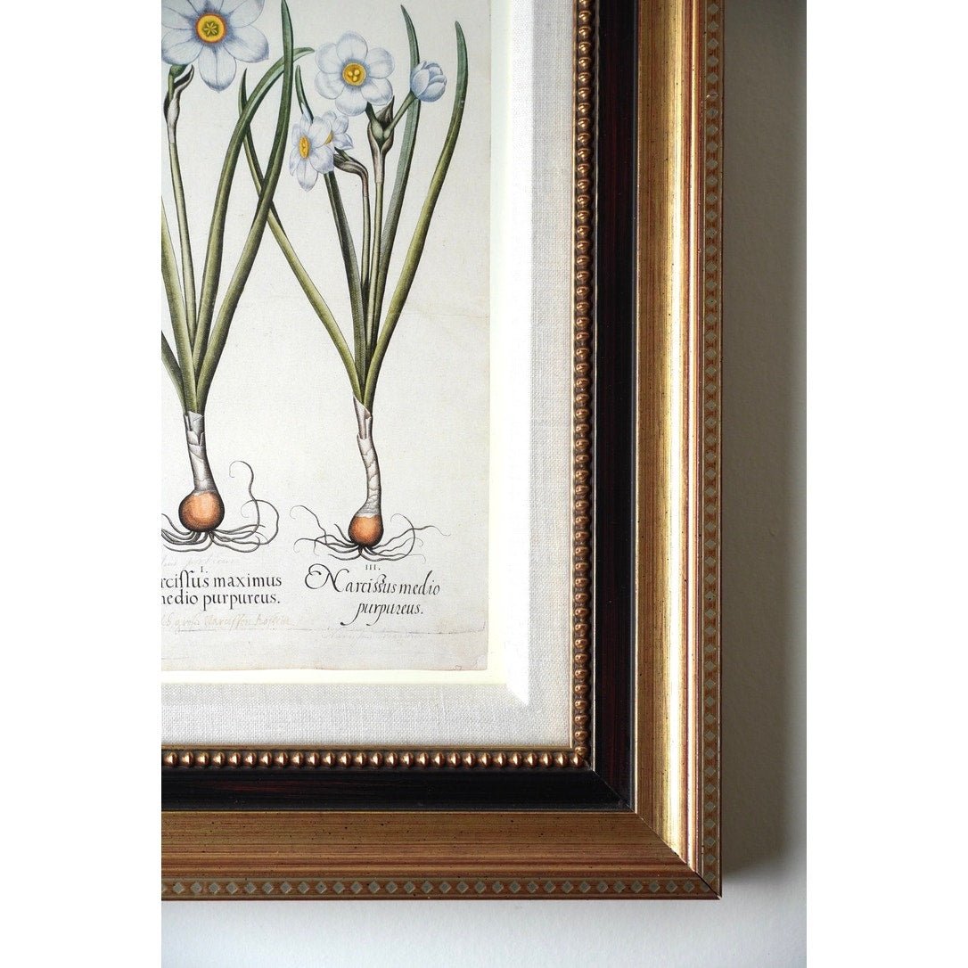 Framed Botanical Print “Narcissus maximus medio purpureus” by Basilius Besler.