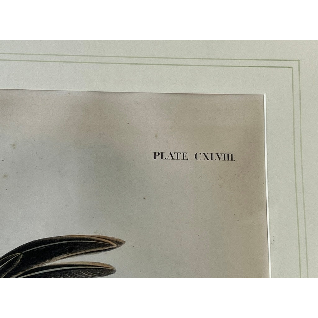 John James Audubon and John Woodhouse Audubon “Tawny Weasel”, 1848 Original Hand Colored Lithograph from Viviparous Quadrupeds of North America, Imperial Edition