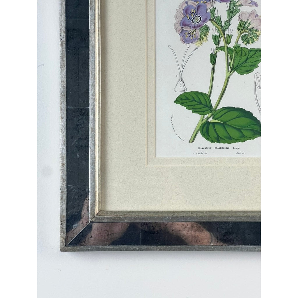 Close-up of a Vintage Trowbridge Custom Framed Botanical Print, “Cosmanthus grandiflorus” after Louis van Houtte (1810–1876), showing green leaves, purple flowers, and a silver-black frame on a white wall; lower left corner visible.