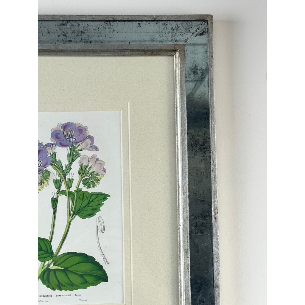 Close-up of the Trowbridge custom framed botanical print “Cosmanthus grandiflorus” after Louis van Houtte, showing purple and white flowers with green leaves in a distressed metallic Hollywood Regency frame, partially visible against a white wall.