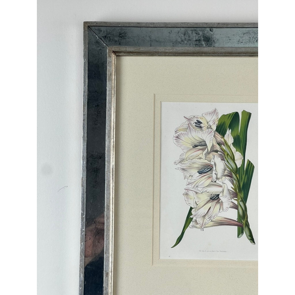A close-up of the Trowbridge Vintage Custom Framed Botanical Print “Gladiolus × willmoreanus” after Louis van Houtte (1810–1876), in a silver frame with cream mat and white flowers, channels Hollywood Regency style against a crisp white wall.
