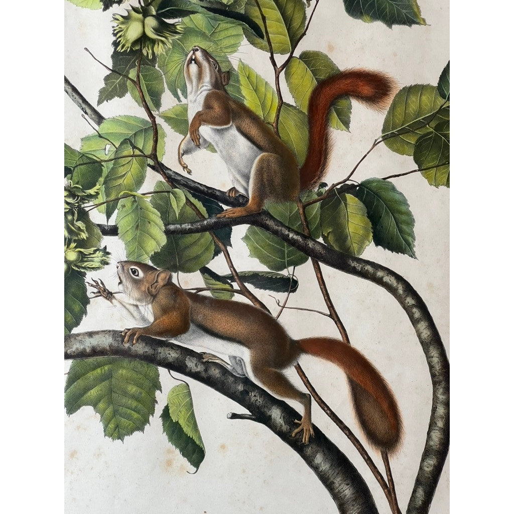 John James Audubon Original Hand Colored Lithograph “Hudson’s Bay Squirrel Chickaree Red Squirrel”, 1843 from Viviparous Quadrupeds of North America, Imperial Bowen Edition