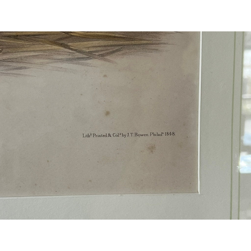 John James Audubon and John Woodhouse Audubon “Tawny Weasel”, 1848 Original Hand Colored Lithograph from Viviparous Quadrupeds of North America, Imperial Edition