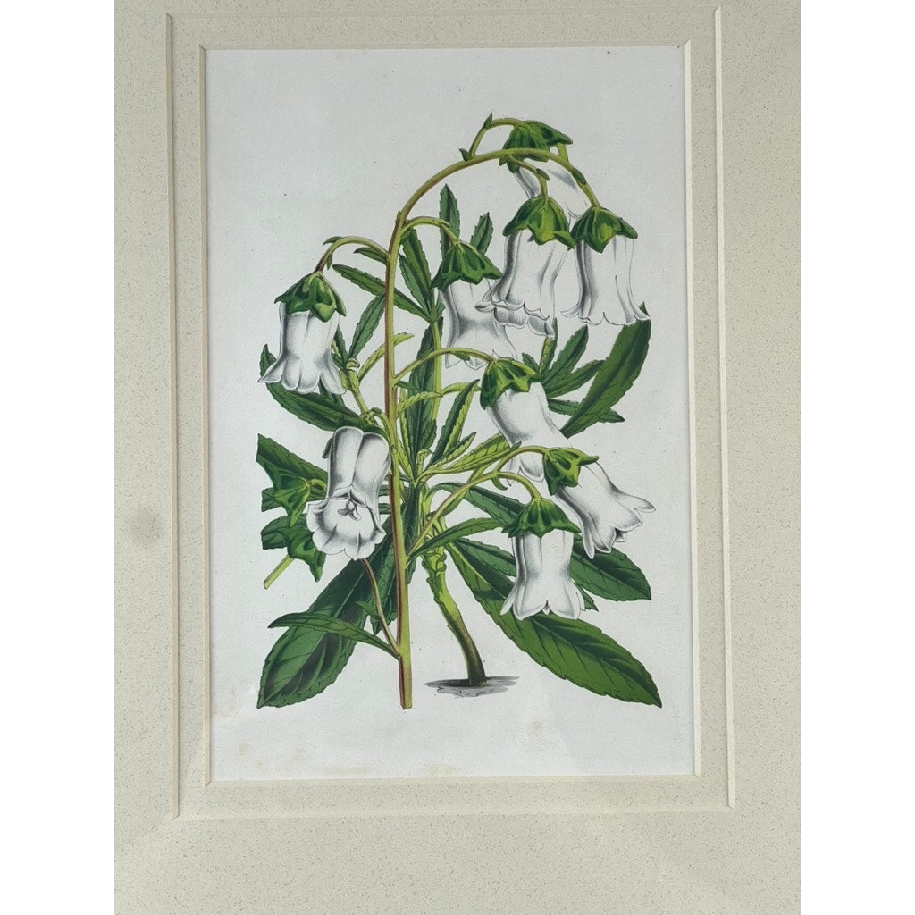 Trowbridge’s Vintage Custom Framed Botanical Print “Campanula Vidalii” after Louis van Houtte (1810–1876) features white, bell-shaped flowers and green leaves on branching stems, framed in classic vintage botanical style.