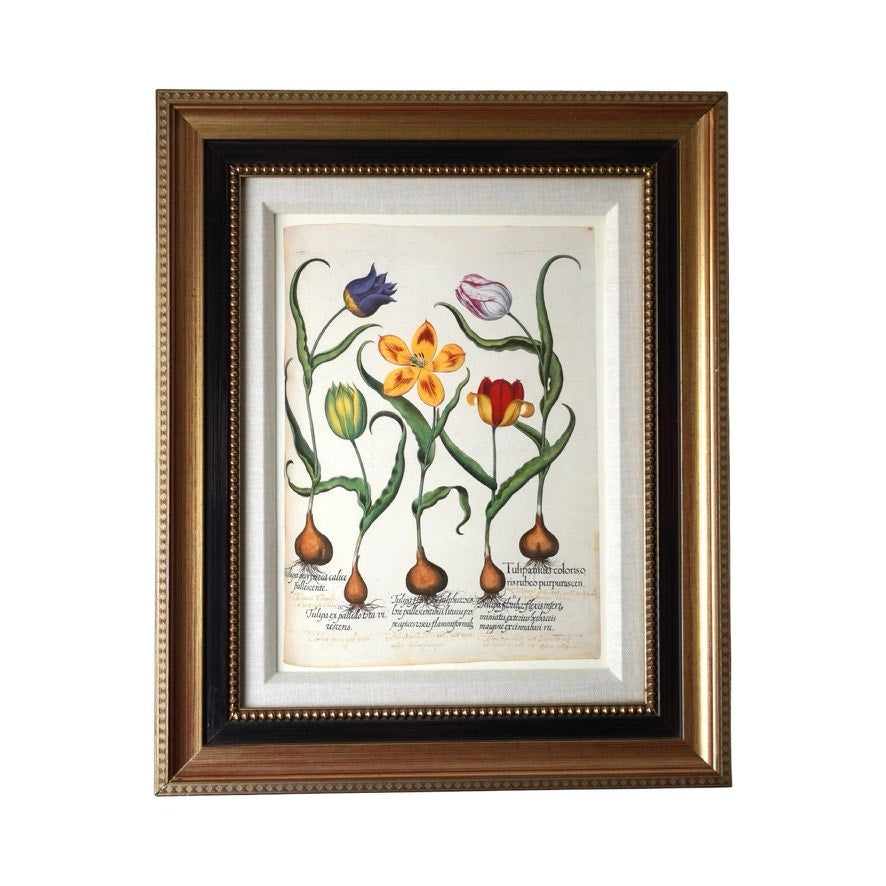 Framed Botanical Print Red and Yellow tulip, et al. From Hortus Eystettensis Pl 73 by Basilius Besler first published 1613