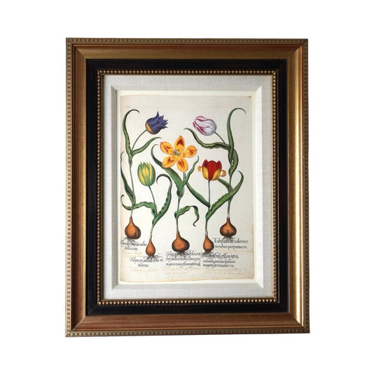 Framed Botanical Print Red and Yellow tulip, et al. From Hortus Eystettensis Pl 73 by Basilius Besler first published 1613