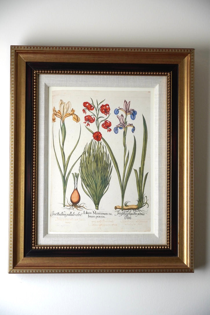Framed Botanical Print Iris Bulbosa pallida from Basilius Besler's "Hortus Eystettensis," a renowned florilegium first published in 1613