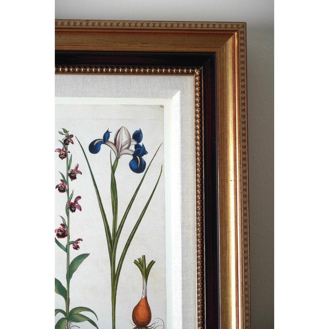 Framed Botanical Print “Iris Bulbosa Lutea Mixta” from Basilius Besler's Hortus Eystettensis, a renowned botanical work first published in 1613