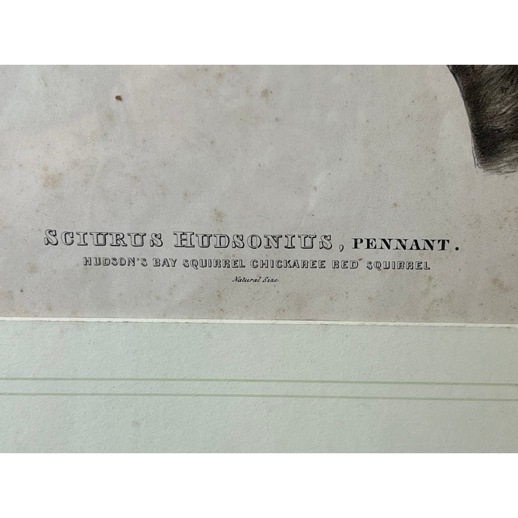 John James Audubon Original Hand Colored Lithograph “Hudson’s Bay Squirrel Chickaree Red Squirrel”, 1843 from Viviparous Quadrupeds of North America, Imperial Bowen Edition