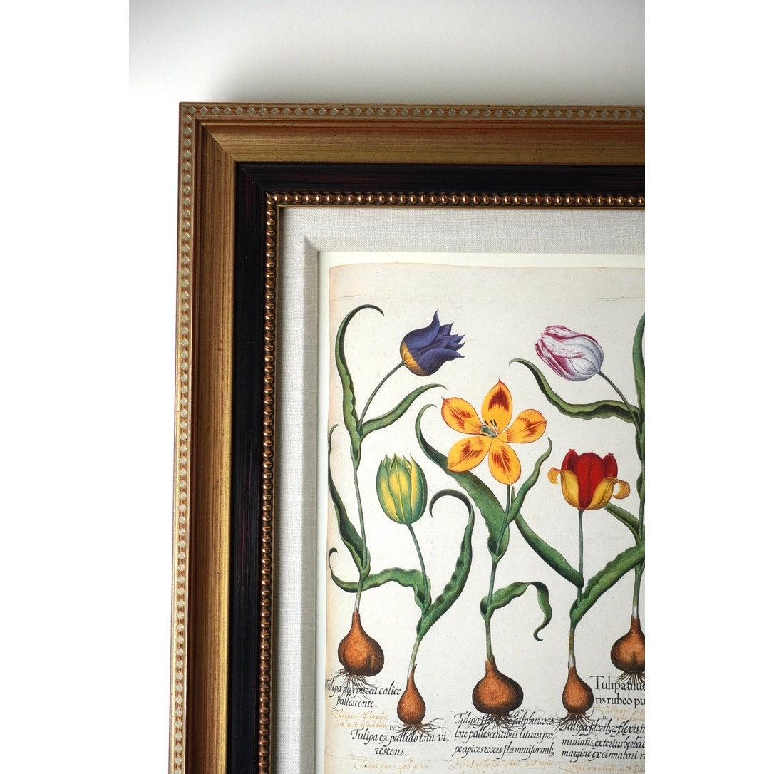 Framed Botanical Print Red and Yellow tulip, et al. From Hortus Eystettensis Pl 73 by Basilius Besler first published 1613