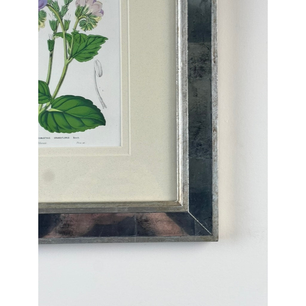 Close-up of the bottom right of a Trowbridge “Cosmanthus grandiflorus” vintage botanical print after Louis van Houtte, with green leaves and purple flowers in a silver metallic Hollywood Regency-style frame, displayed against a white wall.