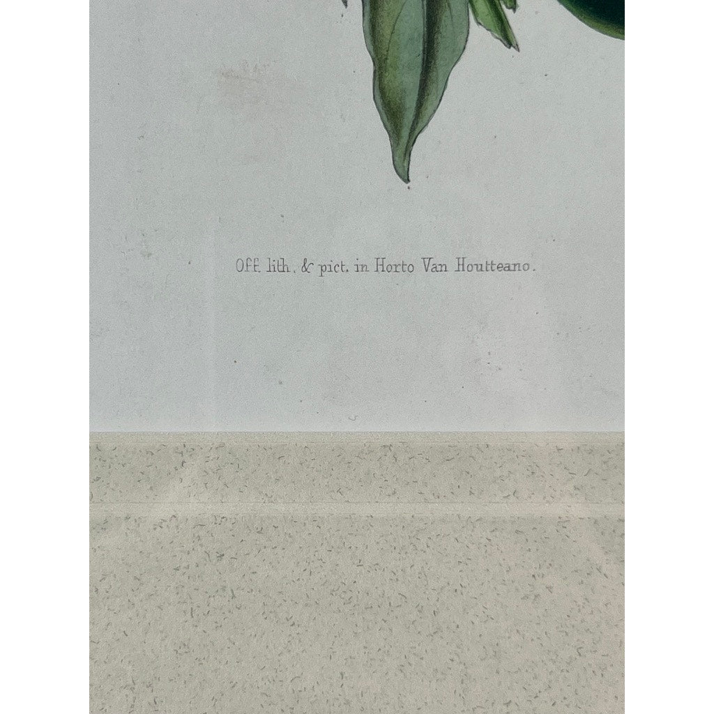 A close-up of the lower edge of the Trowbridge “Phlox” custom framed botanical print after Louis van Houtte, showing printed text on a light background with part of a green leaf—an elegant vintage illustration.