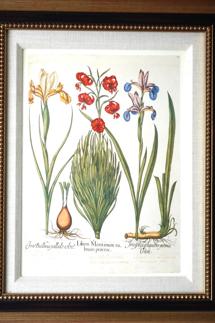 Framed Botanical Print Iris Bulbosa pallida from Basilius Besler's "Hortus Eystettensis," a renowned florilegium first published in 1613