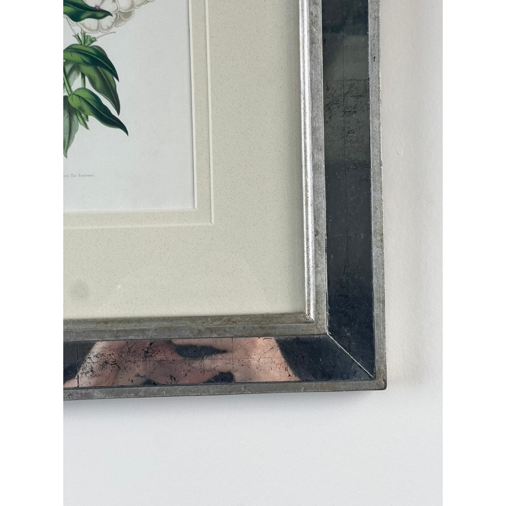 Close-up of the bottom right corner of a Trowbridge Vintage Custom Framed Botanical Print “Phlox” after Louis van Houtte (1810–1876), showing green leaves on a white background. The frame's reflective surface shows faint reflections against a white wall.
