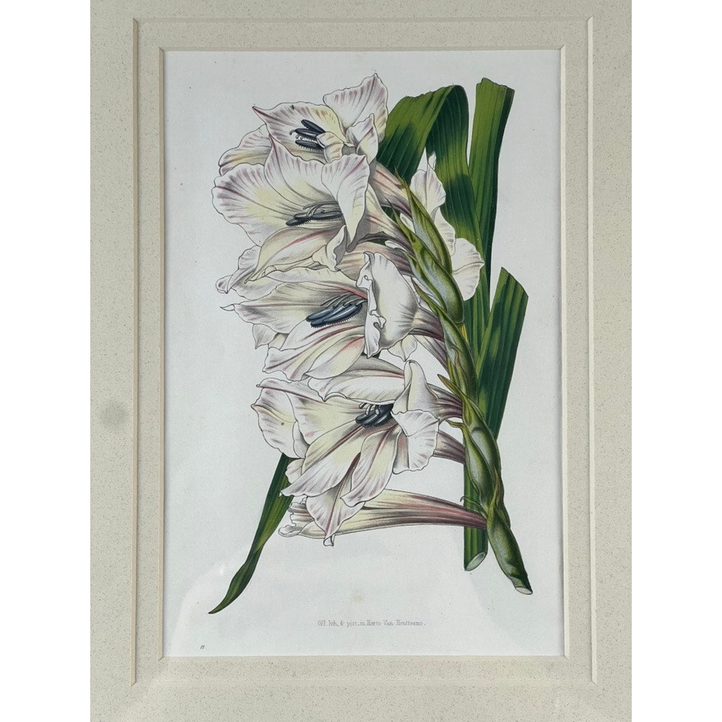 The Trowbridge Vintage Custom Framed Botanical Print “Gladiolus × willmoreanus” after Louis van Houtte (1810–1876) features elegant white gladiolus blooms with green leaves, delicately shaded and beautifully matted in light beige.