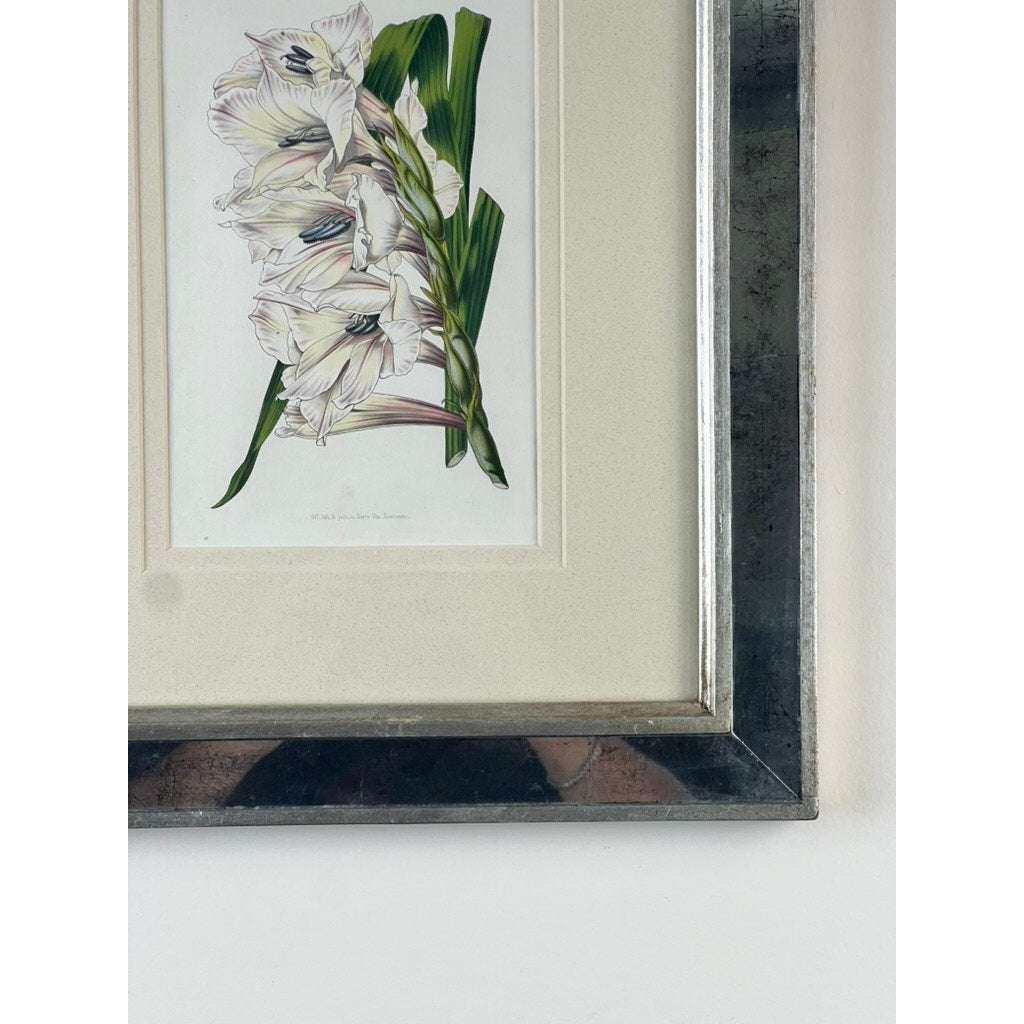 A close-up of the Trowbridge Vintage Custom Framed Botanical Print “Gladiolus × willmoreanus” after Louis van Houtte (1810–1876) shows white gladiolus and green leaves in a reflective silver frame, creating elegant wall art on a white wall.