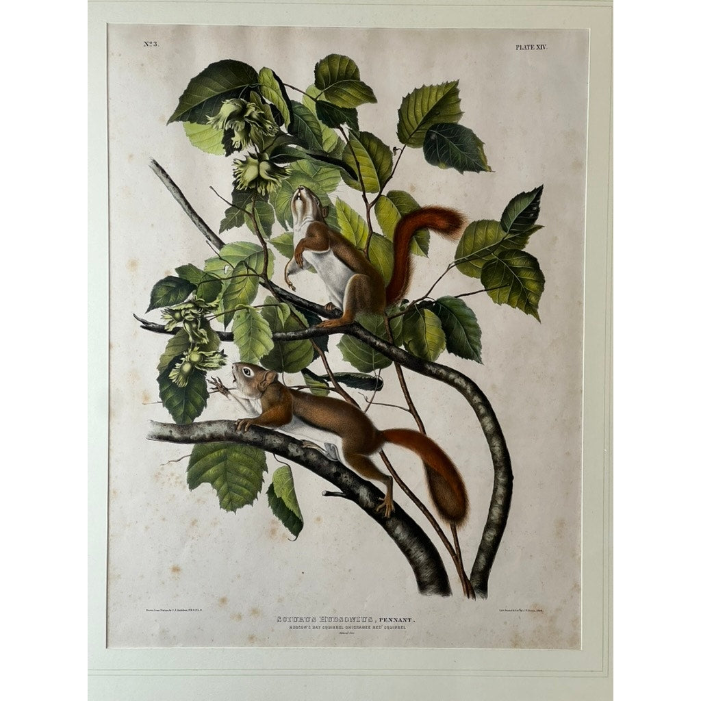 John James Audubon Original Hand Colored Lithograph “Hudson’s Bay Squirrel Chickaree Red Squirrel”, 1843 from Viviparous Quadrupeds of North America, Imperial Bowen Edition