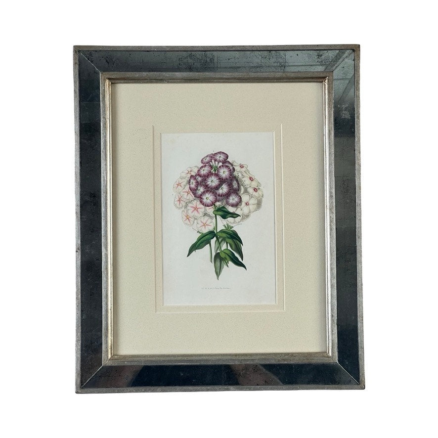 Trowbridge’s Vintage Custom Framed Botanical Print “Phlox” after Louis van Houtte (1810–1876) showcases purple and white blossoms with green leaves on a white background in an elegant Hollywood Regency-style frame.