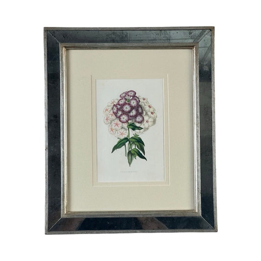 Trowbridge’s Vintage Custom Framed Botanical Print “Phlox” after Louis van Houtte (1810–1876) showcases purple and white blossoms with green leaves on a white background in an elegant Hollywood Regency-style frame.