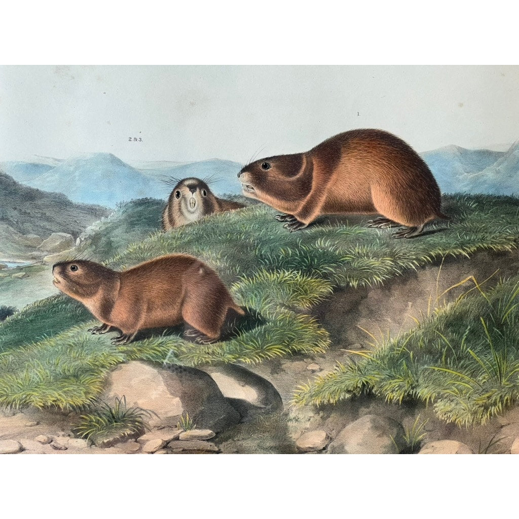John James Audubon “Tawny Lemming, Back’s Lemming”, 1847 Original Hand Colored Lithograph from the Viviparous Quadrupeds of North America, Imperial Bowen Edition