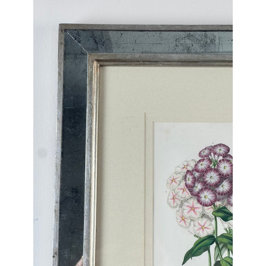 Close-up of the top left corner of the Vintage Trowbridge Custom Framed Botanical Print “Phlox” after Louis van Houtte (1810–1876), with purple and white flowers, in a metallic Hollywood Regency frame and cream mat. Brand: Trowbridge.