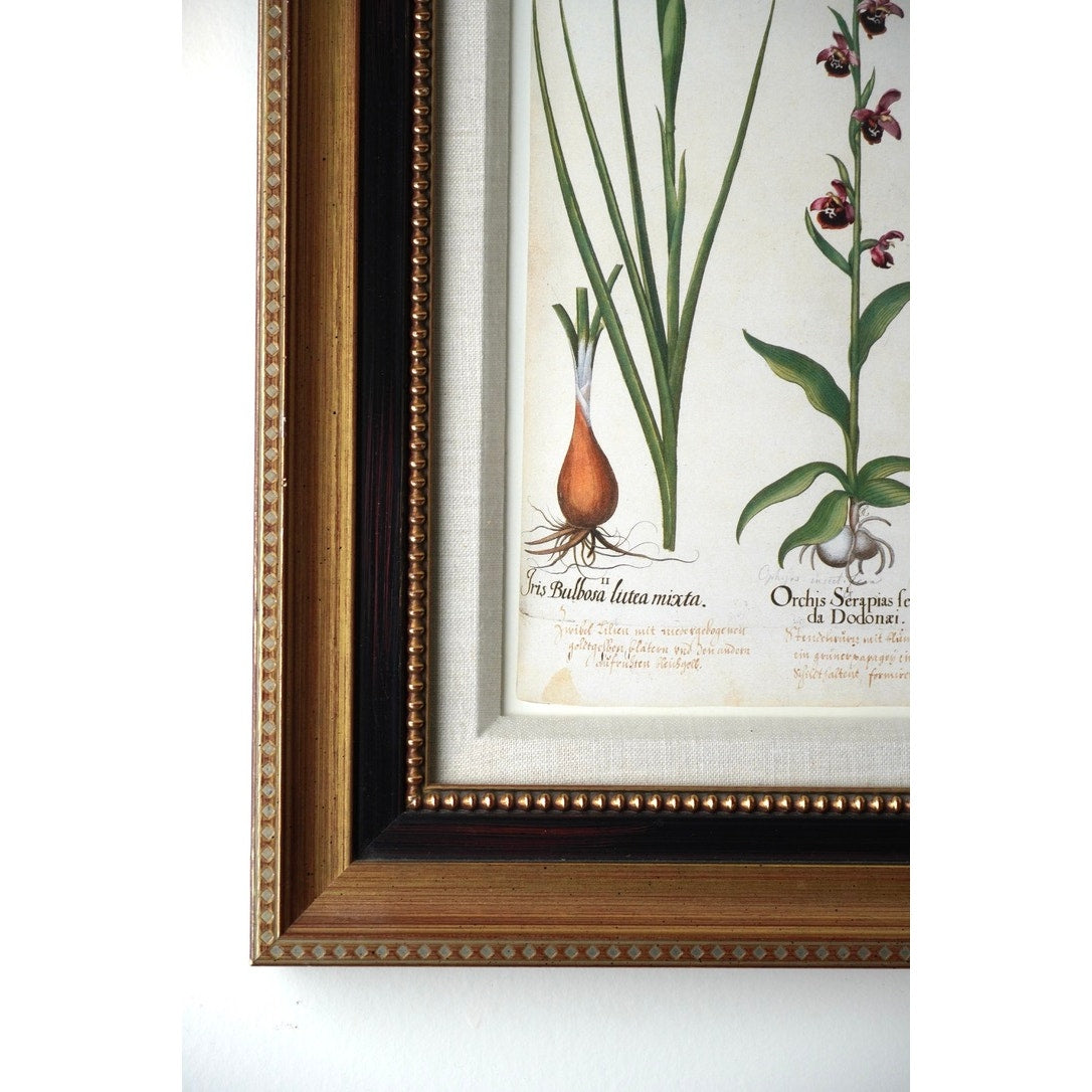 Framed Botanical Print “Iris Bulbosa Lutea Mixta” from Basilius Besler's Hortus Eystettensis, a renowned botanical work first published in 1613