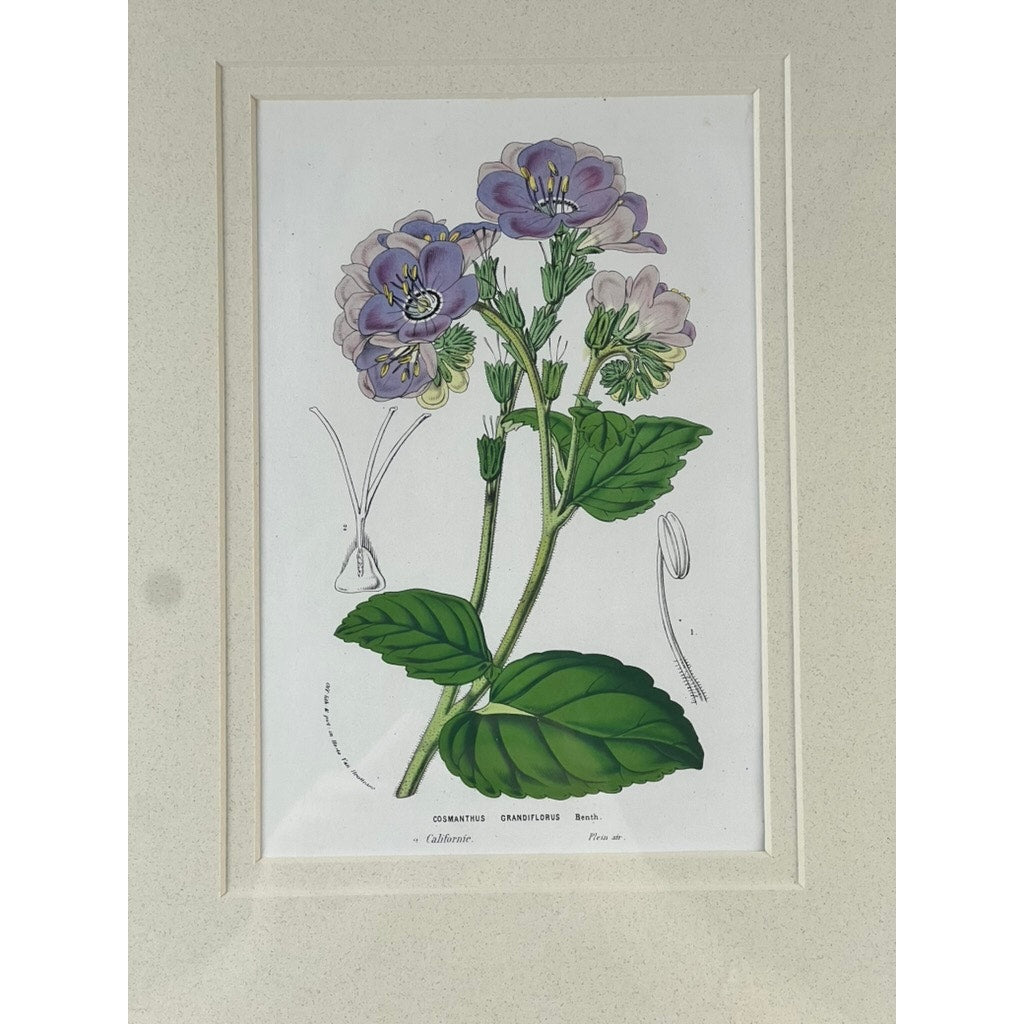 The Trowbridge Custom Framed Botanical Print “Cosmanthus grandiflorus” after Louis van Houtte features purple and white blossoms, lush leaves, scientific diagrams, and a light mat border for a vintage botanical look.