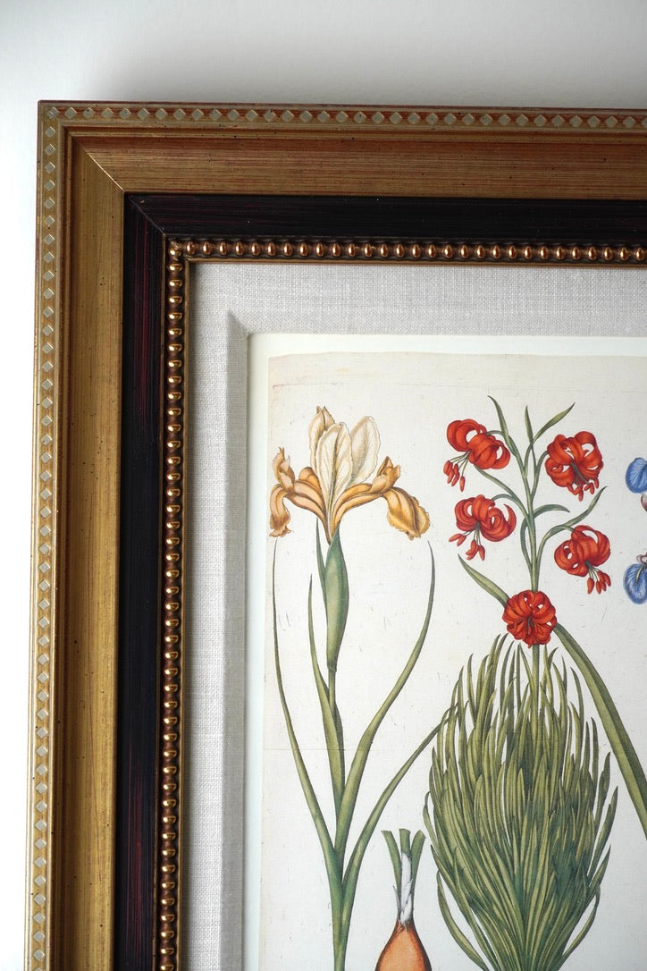 Framed Botanical Print Iris Bulbosa pallida from Basilius Besler's "Hortus Eystettensis," a renowned florilegium first published in 1613