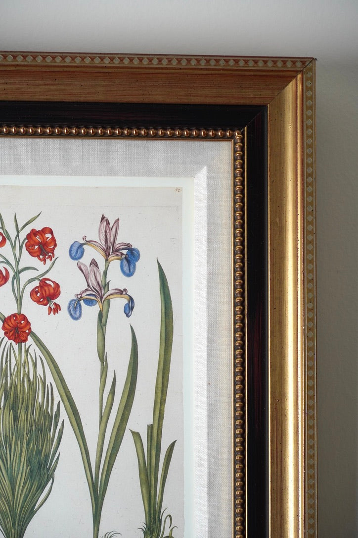 Framed Botanical Print Iris Bulbosa pallida from Basilius Besler's "Hortus Eystettensis," a renowned florilegium first published in 1613