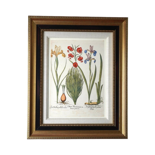 Framed Botanical Print Iris Bulbosa pallida from Basilius Besler's "Hortus Eystettensis," a renowned florilegium first published in 1613