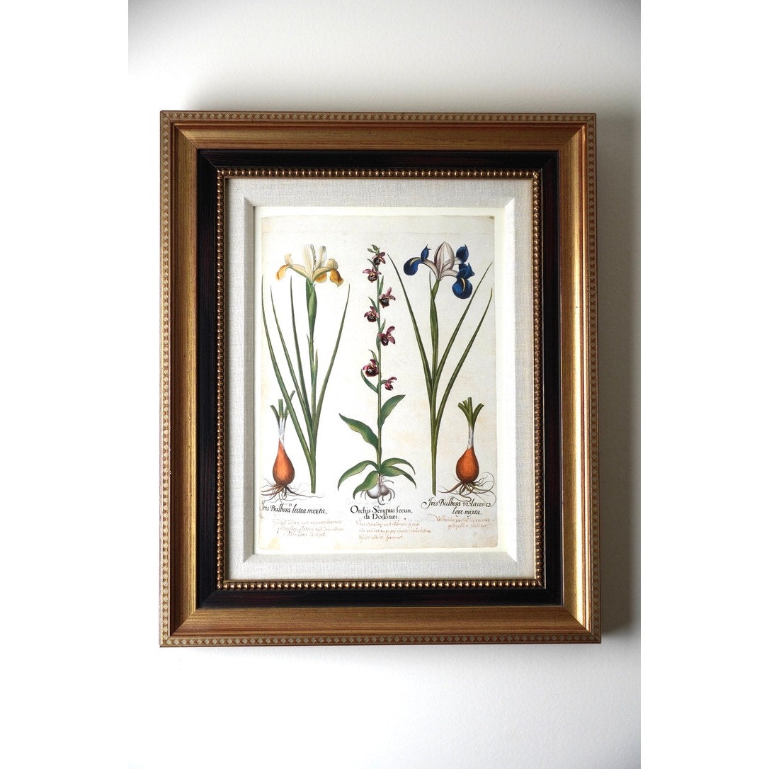 Framed Botanical Print “Iris Bulbosa Lutea Mixta” from Basilius Besler's Hortus Eystettensis, a renowned botanical work first published in 1613