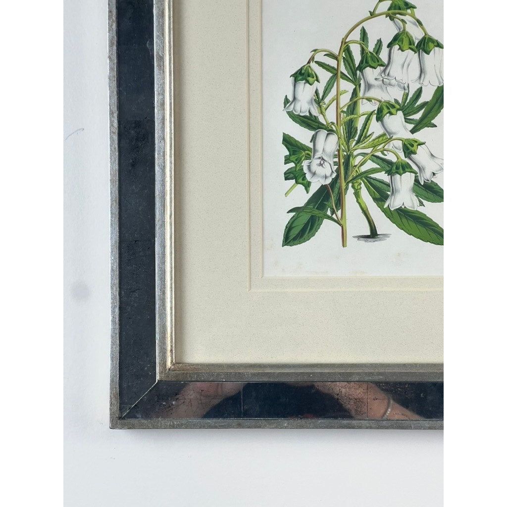 A close-up of the Trowbridge “Campanula Vidalii” vintage custom framed botanical print highlights white bell-shaped flowers and green leaves in a silver frame, evoking classic Hollywood Regency style.