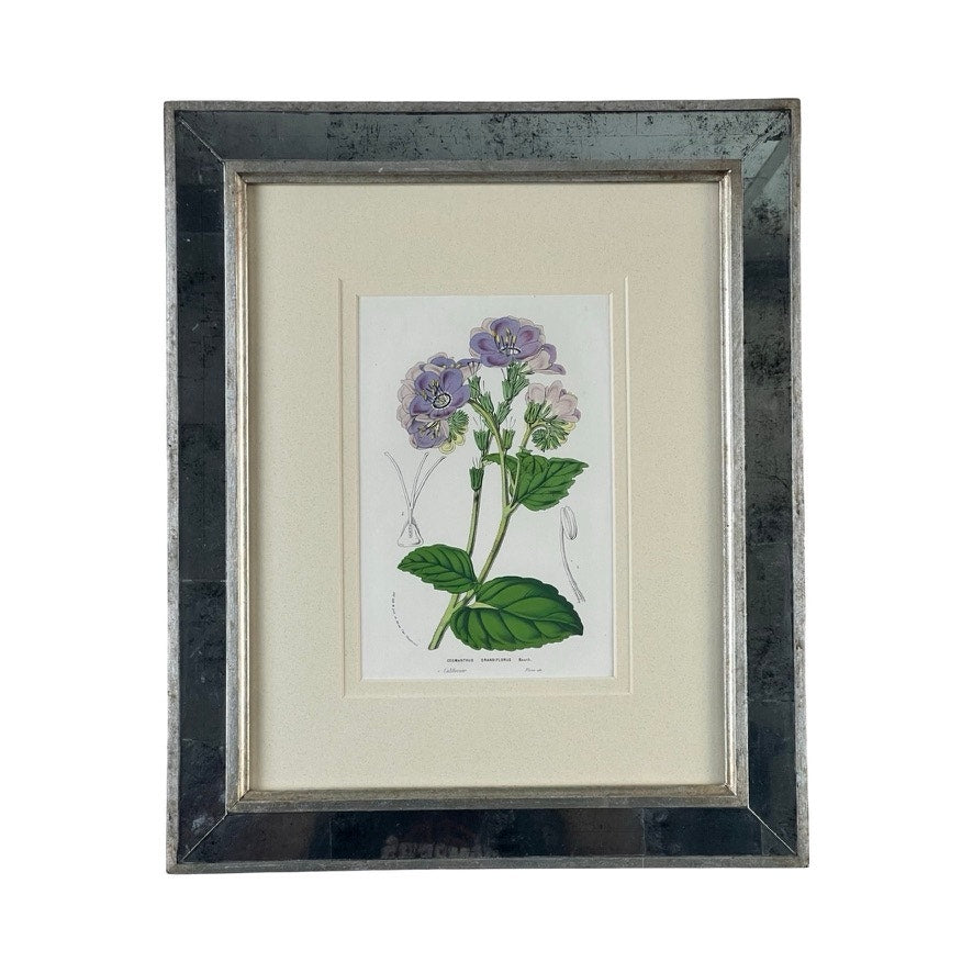 Trowbridge’s Vintage Custom Framed Botanical Print “Cosmanthus grandiflorus” after Louis van Houtte features purple flowers, green leaves, and stems on white, set in a mirrored silver Hollywood Regency style frame.