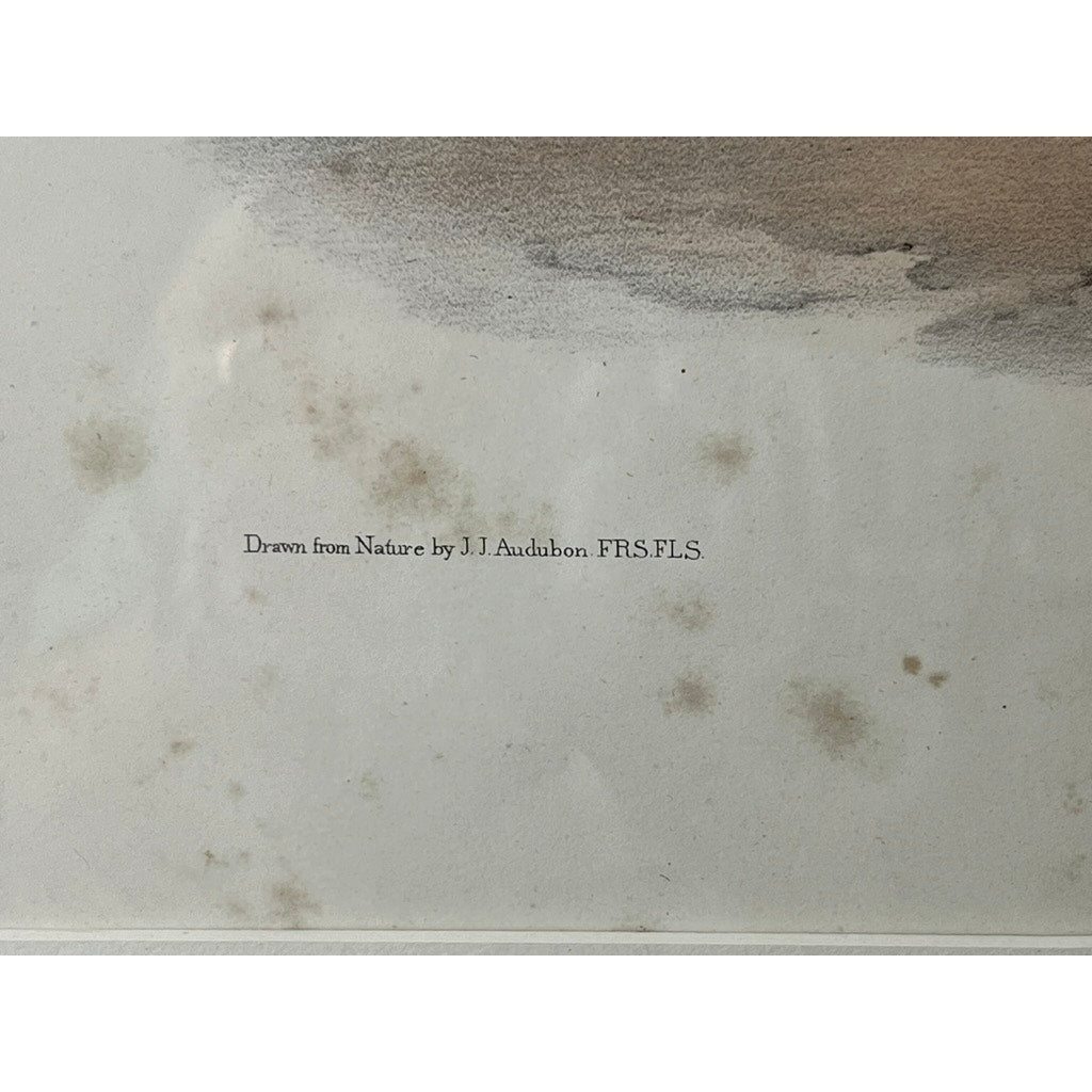 John James Audubon “Tawny Lemming, Back’s Lemming”, 1847 Original Hand Colored Lithograph from the Viviparous Quadrupeds of North America, Imperial Bowen Edition