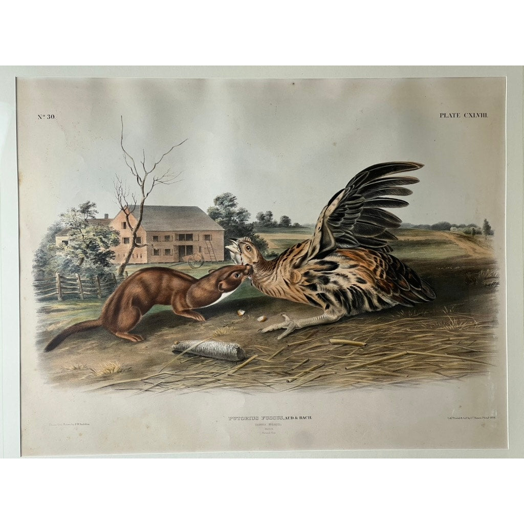 John James Audubon and John Woodhouse Audubon “Tawny Weasel”, 1848 Original Hand Colored Lithograph from Viviparous Quadrupeds of North America, Imperial Edition