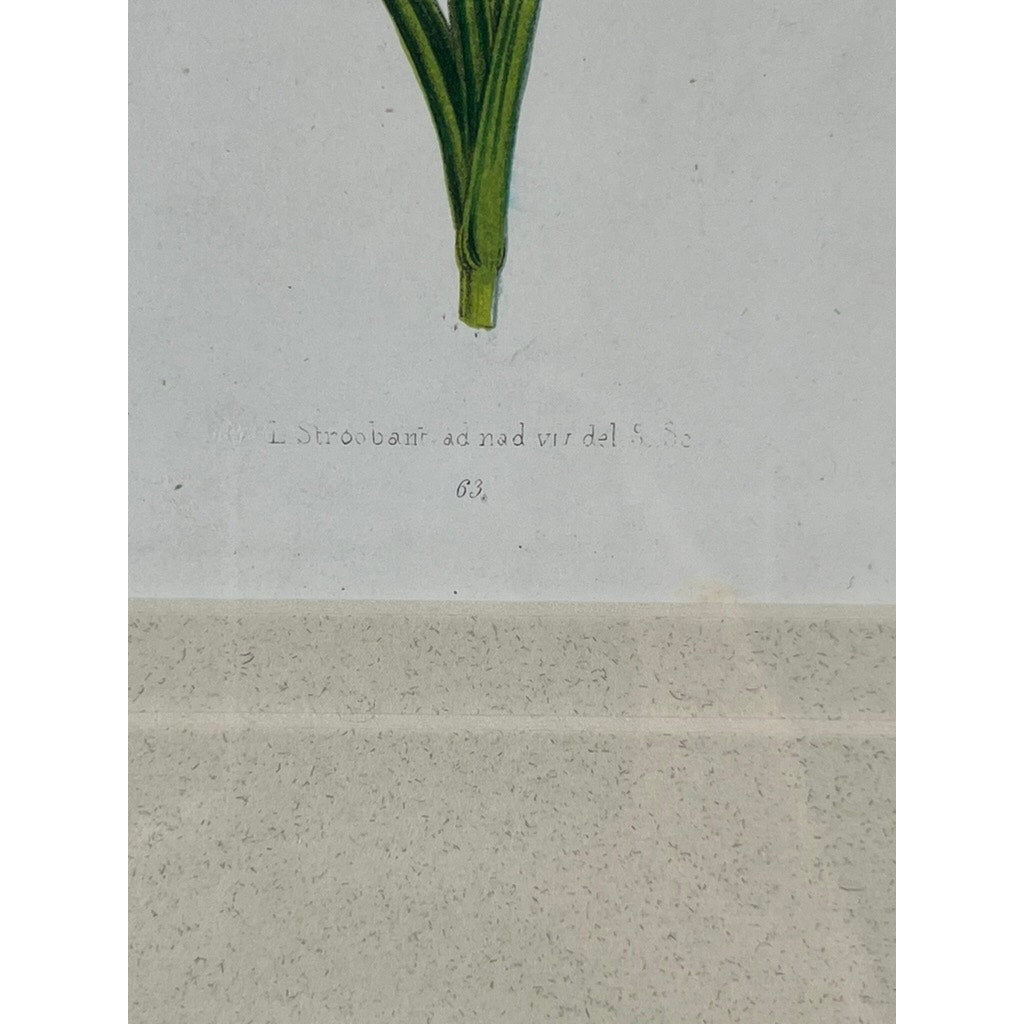 A close-up of the Vintage Trowbridge Custom Framed Botanical Print “Dianthus caryophyllus” after Louis Stroobant (Belgium, 1845–1888) shows green plant stems above faded text on a light background, reflecting classic Stroobant carnation style.
