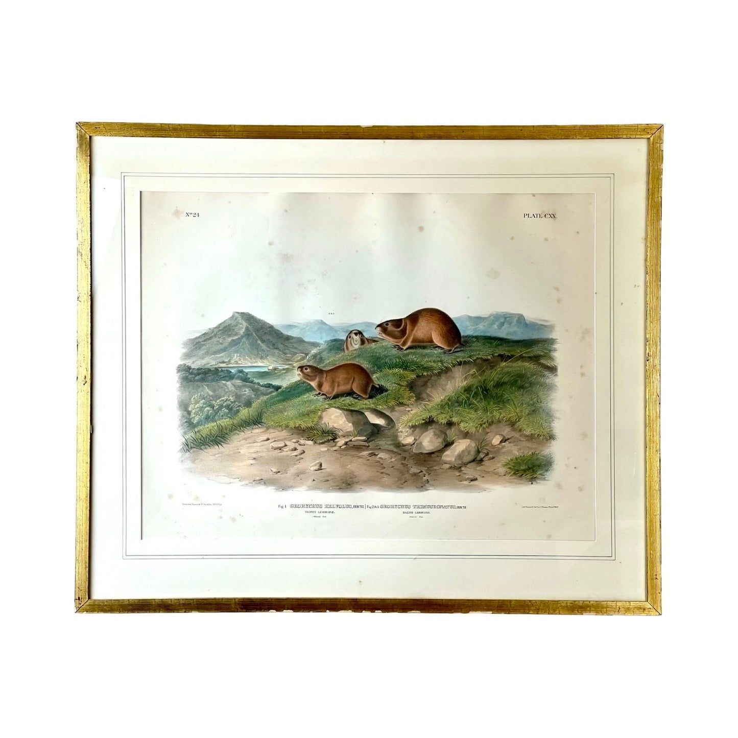 John James Audubon “Tawny Lemming, Back’s Lemming”, 1847 Original Hand Colored Lithograph from the Viviparous Quadrupeds of North America, Imperial Bowen Edition