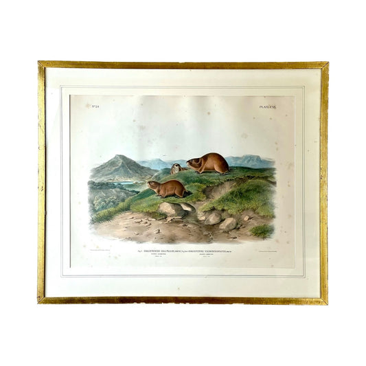John James Audubon “Tawny Lemming, Back’s Lemming”, 1847 Original Hand Colored Lithograph from the Viviparous Quadrupeds of North America, Imperial Bowen Edition