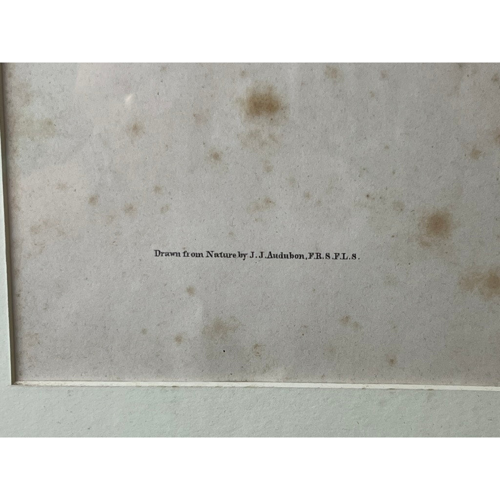 John James Audubon Original Hand Colored Lithograph “Hudson’s Bay Squirrel Chickaree Red Squirrel”, 1843 from Viviparous Quadrupeds of North America, Imperial Bowen Edition