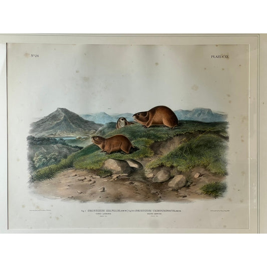 Illustration depicting three lemmings on a grassy hillside with mountains, a lake, and trees in the background; rendered in the style of John James Audubon’s “Tawny Lemming, Back’s Lemming,” 1847 original hand colored lithograph from the Viviparous Quadrupeds of North America, Imperial Bowen Edition by Pearl City Antiques—one lemming stands alert while two are on all fours.