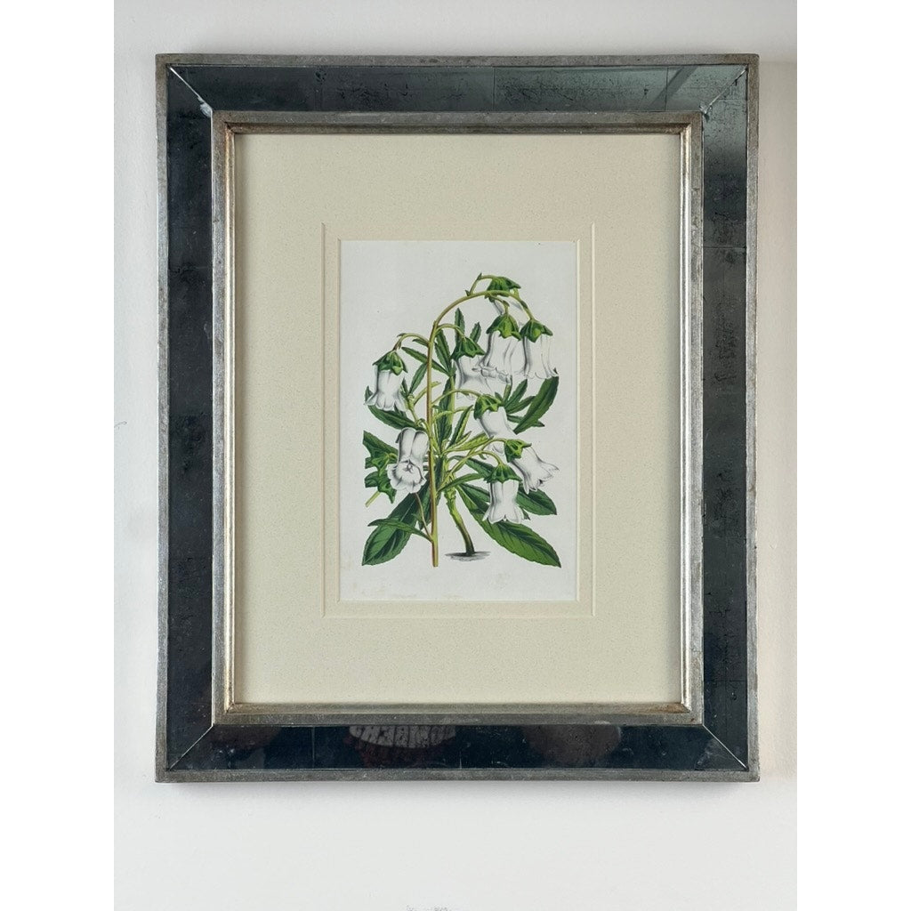 The Trowbridge Vintage Custom Framed Botanical Print “Campanula Vidalii” after Louis van Houtte (1810–1876) features green foliage and white, bell-shaped flowers in a silvery frame, adding Hollywood Regency style to your wall.