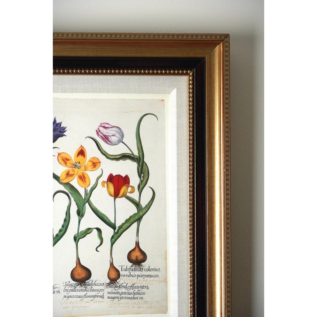 Framed Botanical Print Red and Yellow tulip, et al. From Hortus Eystettensis Pl 73 by Basilius Besler first published 1613