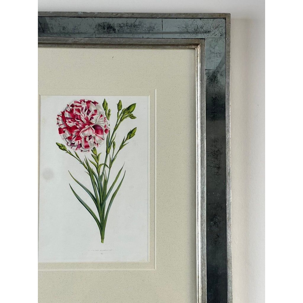 The Trowbridge Custom Framed Botanical Print “Dianthus caryophyllus” after Louis Stroobant (Belgium, 1845-1888) features red and white carnations with green leaves and buds, set in an elegant Hollywood Regency-style frame.
