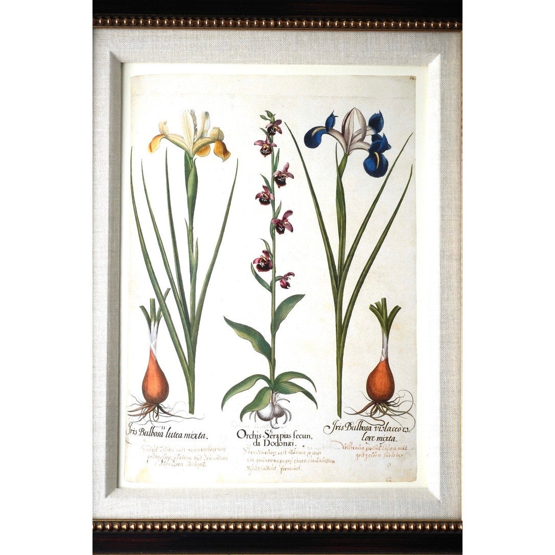 Framed Botanical Print “Iris Bulbosa Lutea Mixta” from Basilius Besler's Hortus Eystettensis, a renowned botanical work first published in 1613
