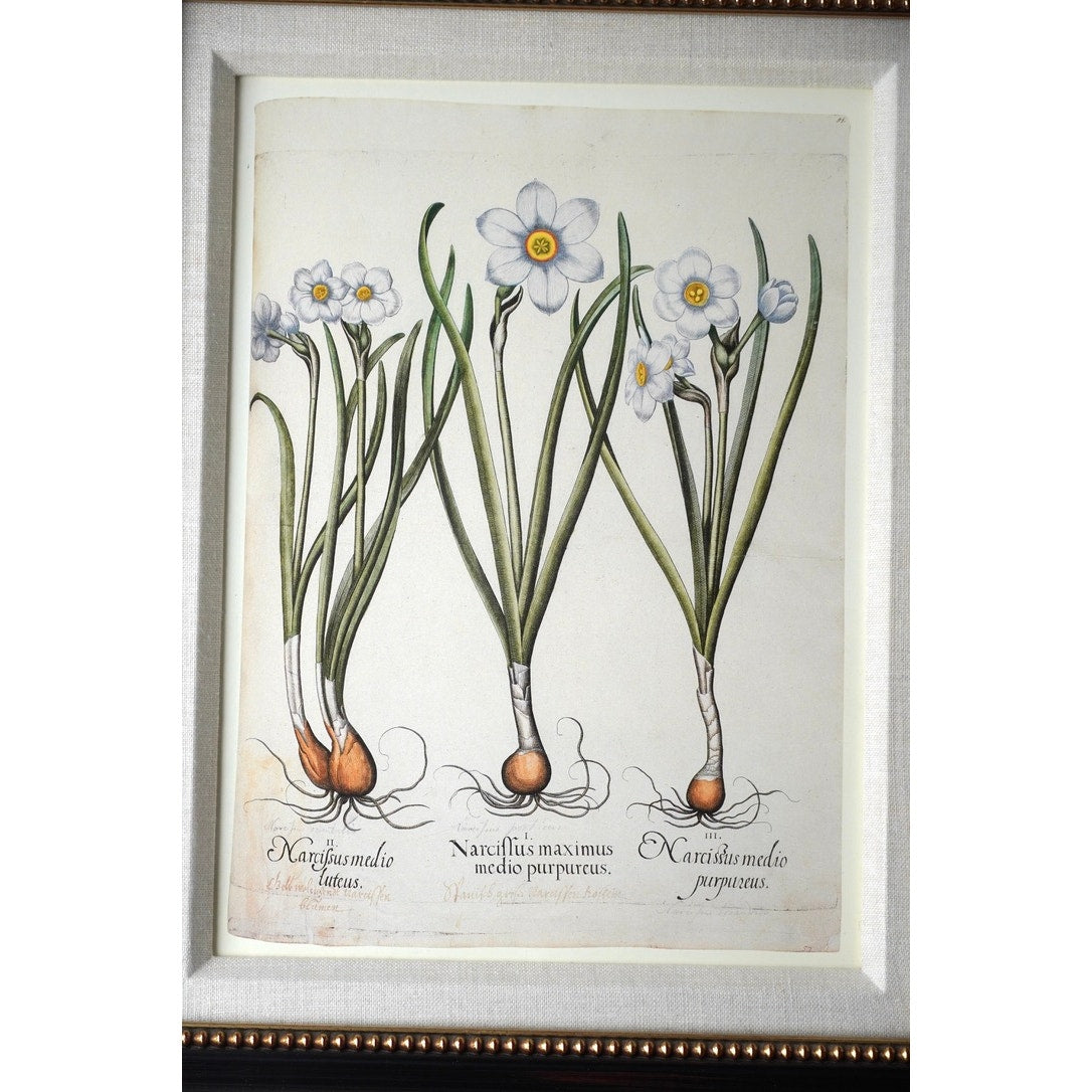 Framed Botanical Print “Narcissus maximus medio purpureus” by Basilius Besler.