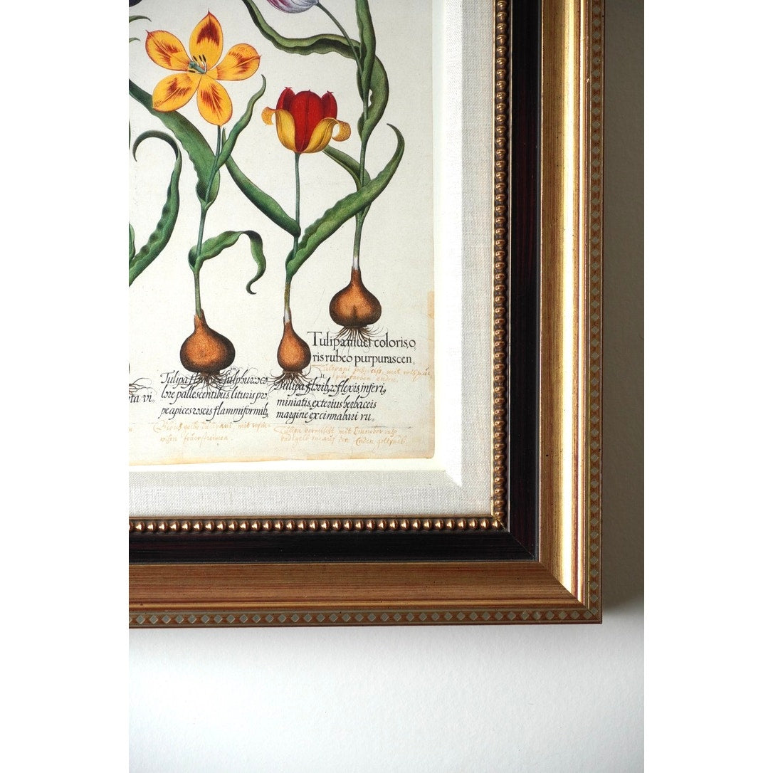 Framed Botanical Print Red and Yellow tulip, et al. From Hortus Eystettensis Pl 73 by Basilius Besler first published 1613